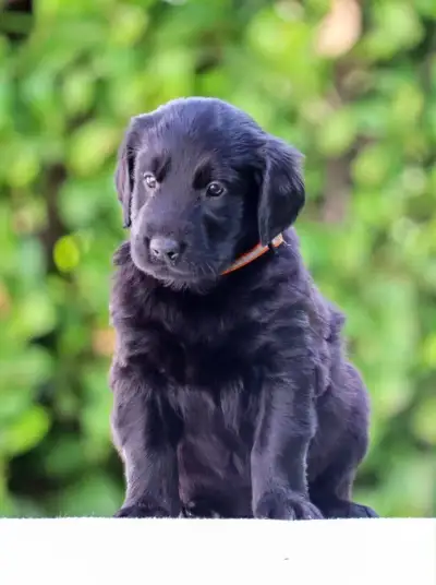 Flat coated retriever