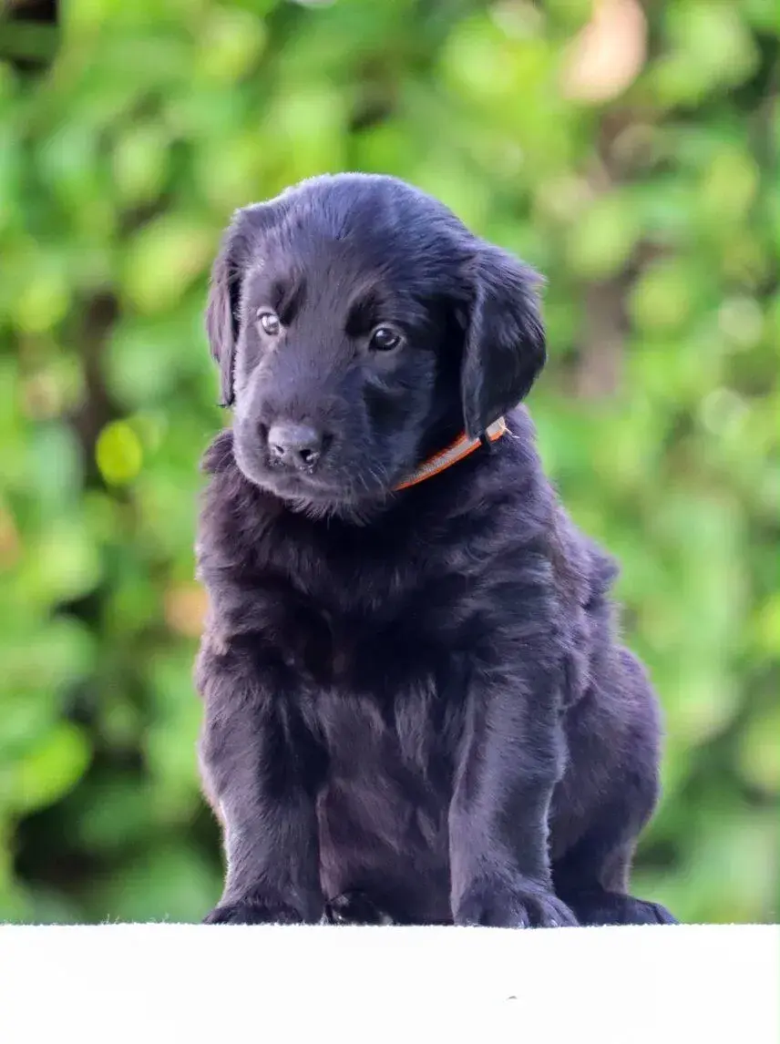 Flat coated retriever