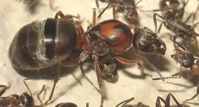 Kolónia Formica rufibarbis