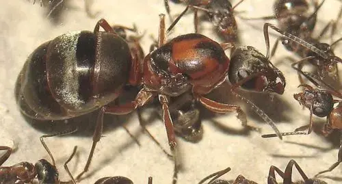 Kolónia Formica rufibarbis