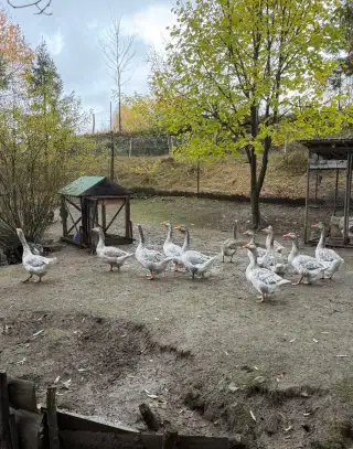 Husi cholmogor modré