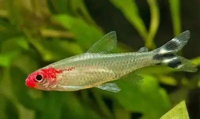 Tetra Bleherova - Hemigrammus bleheri