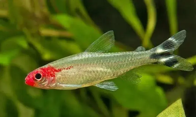 Tetra Bleherova - Hemigrammus bleheri