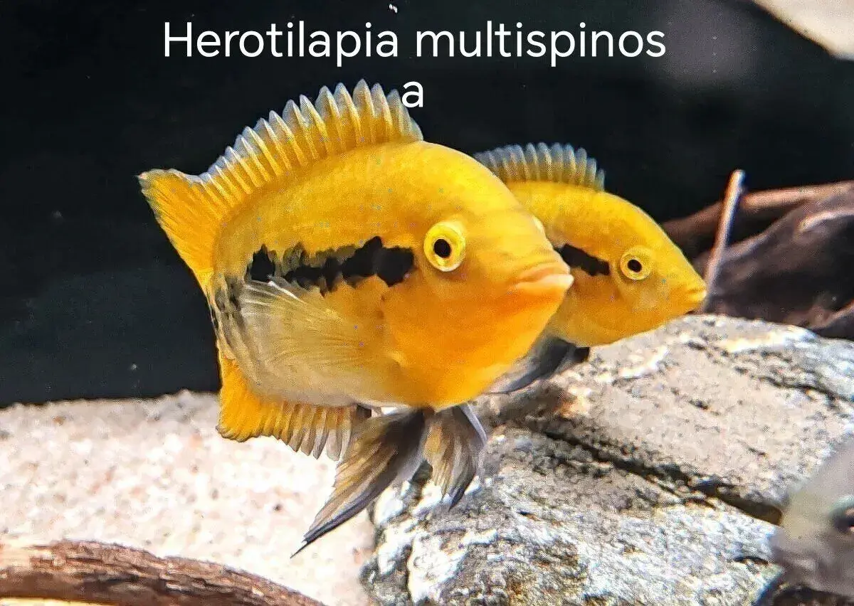 ‼️ Multispinosa ‼️