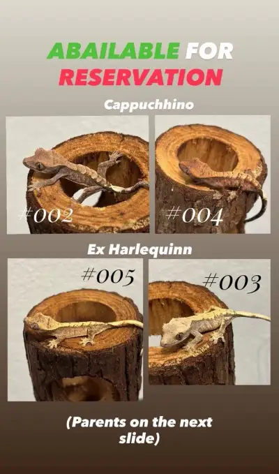 Correlophus Cilliatus - Pagekón riasnatý