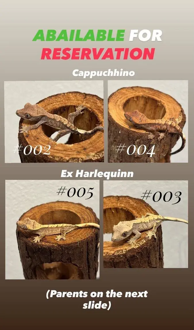 Correlophus Cilliatus - Pagekón riasnatý