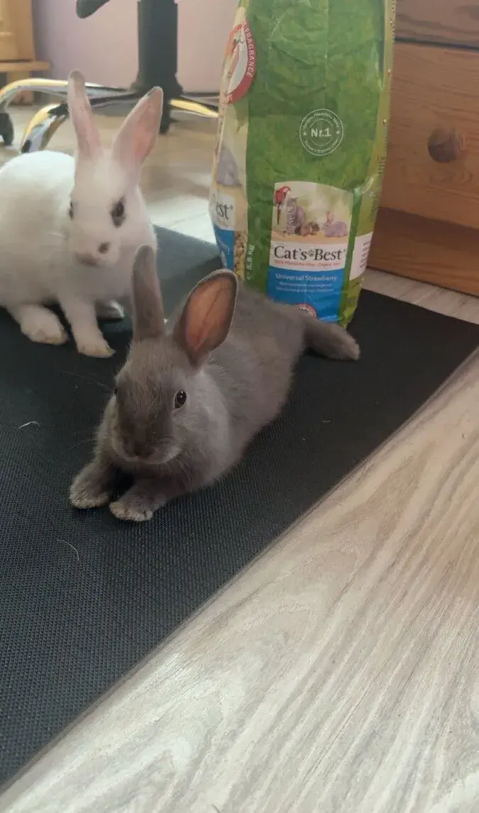 Dvoch králikov 🐰🐰 spolu s veľkou klietkou.