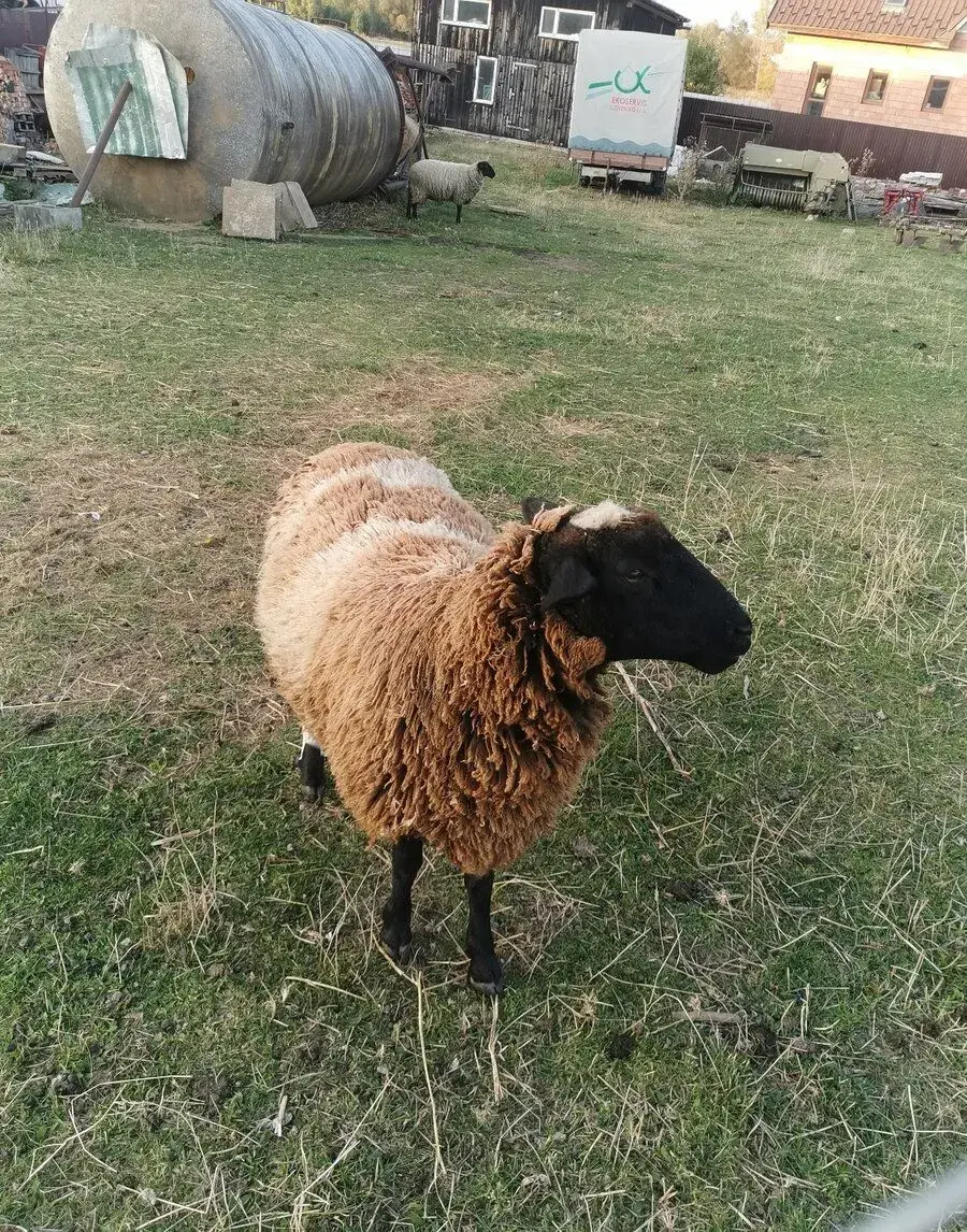 baranina