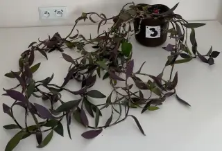 Izbová previsnutá rastlina Purple Heart č.3 za 15€