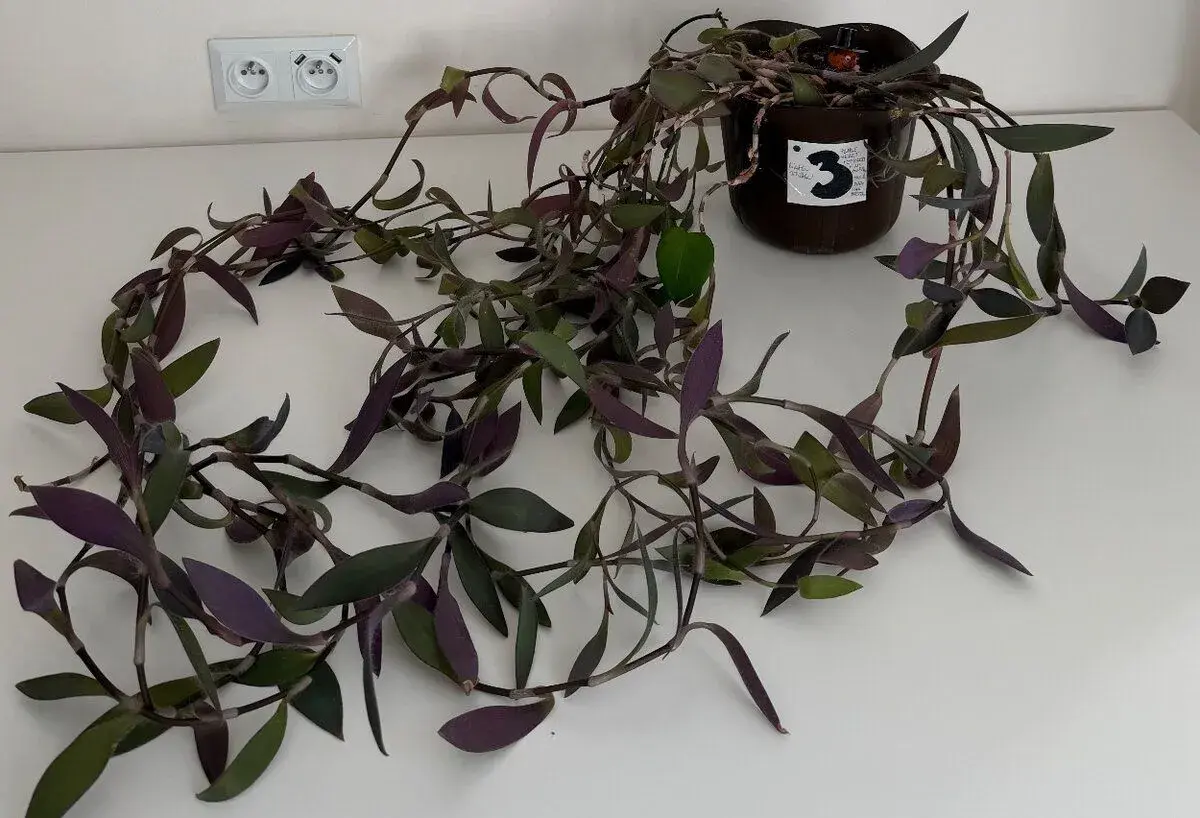 Izbová previsnutá rastlina Purple Heart č.3 za 15€
