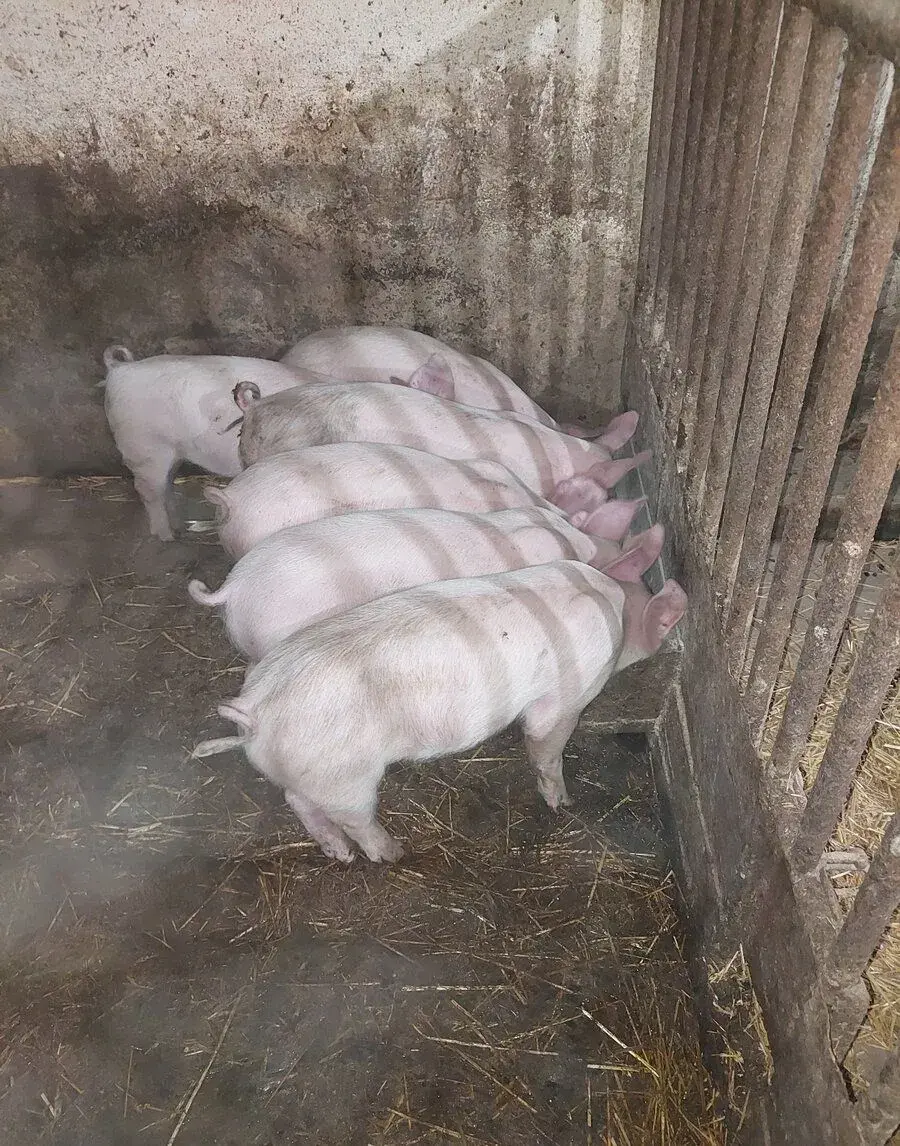 Odstavčata