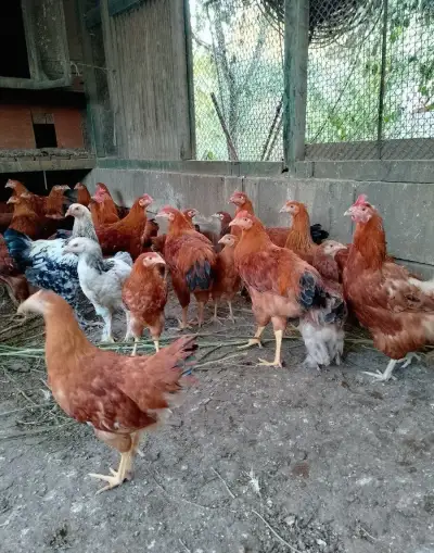 Kurčatá