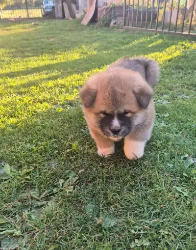 Akita Inu