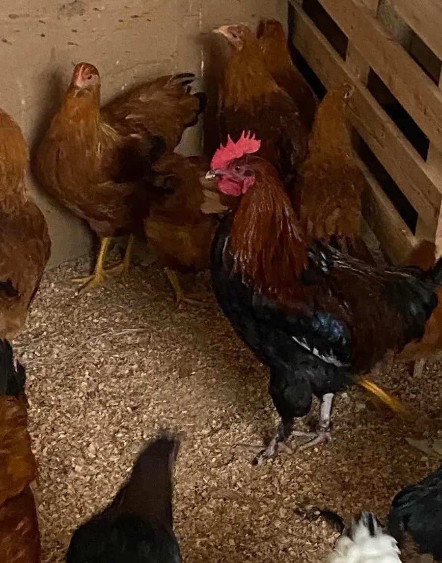 Kohuta marans medenokrka