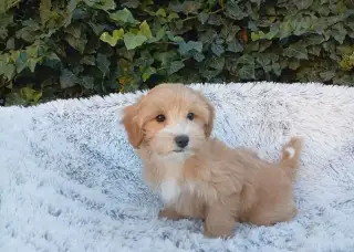 Maltipoo
